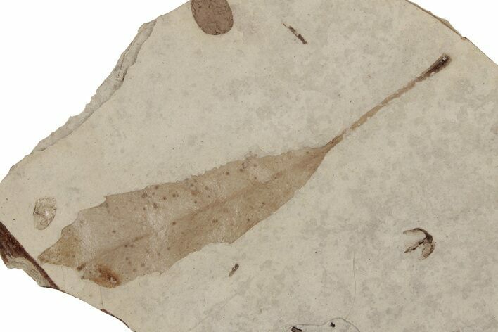 Eocene Fossil Oak Leaf (Quercus) - Nevada #189606